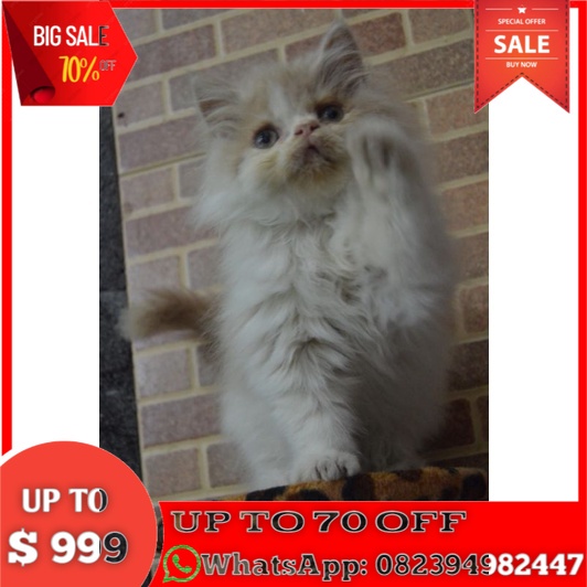 Kucing Himalaya Ragdoll Maincoone Munchkin Persia Peaknose anggora 