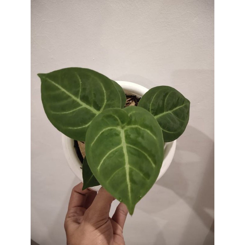 anthurium dessleri x dorayaki