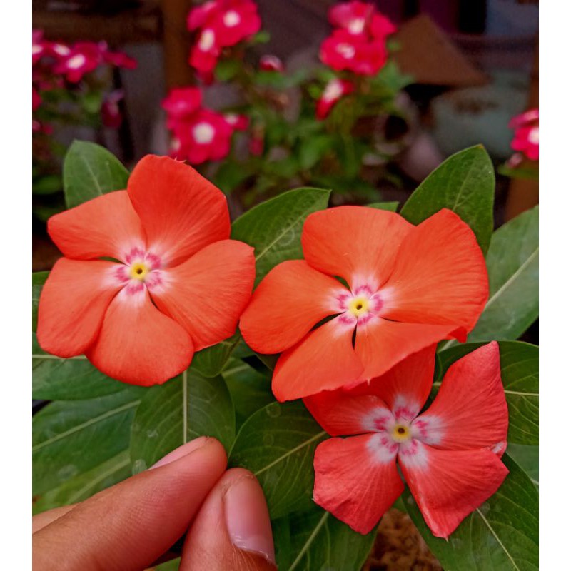 Vinca Mandarin orange l vinca jepang