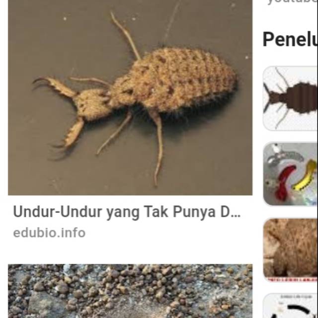 Herbal Undur Undur Obat Diabetes Masih Hidup Shopee Indonesia