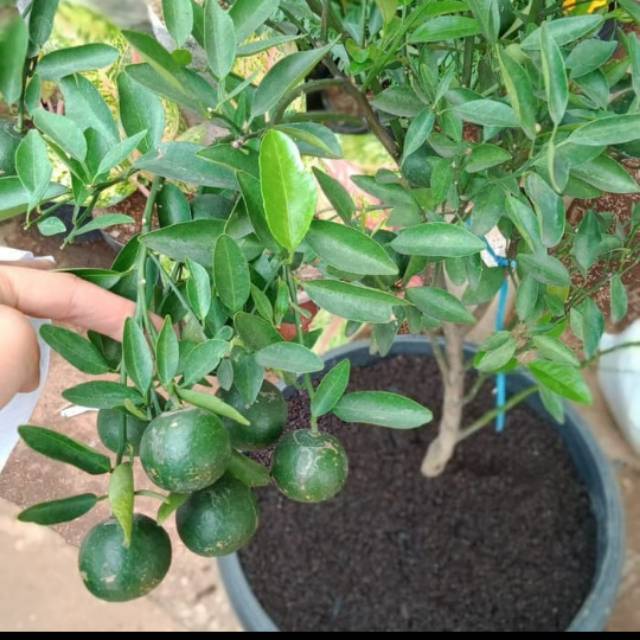 Jeruk Santang madu berbuah - tanaman jeruk santang madu