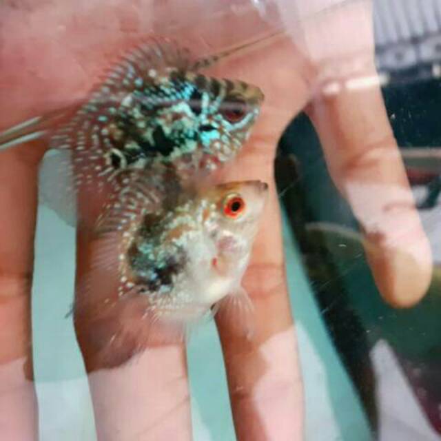 Louhan bonsai SRD dan Golden base
