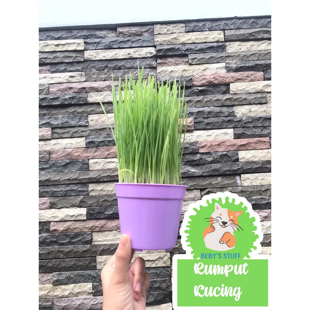 RUMPUT KUCING SIAP PANEN WHEATGRASS RUMPUT GANDUM