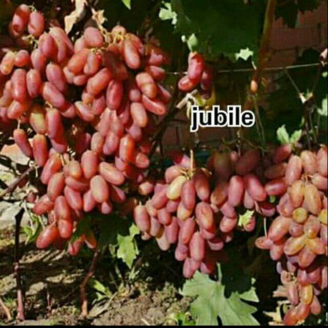 Bibit Anggur Import JUBILE Grafting