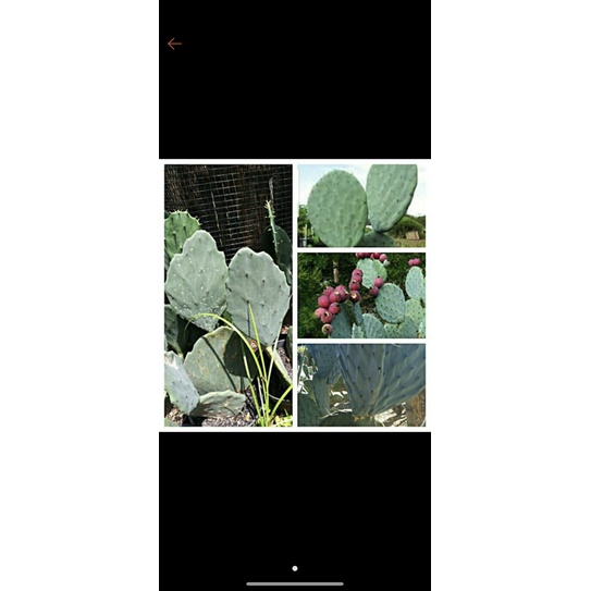 kaktus opuntia robusta silver dollar gomei