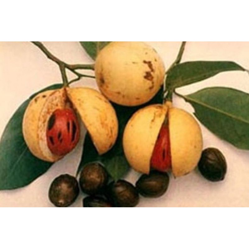 

Biji Buah Pala Utuh 500gram / Nutmeg Whole