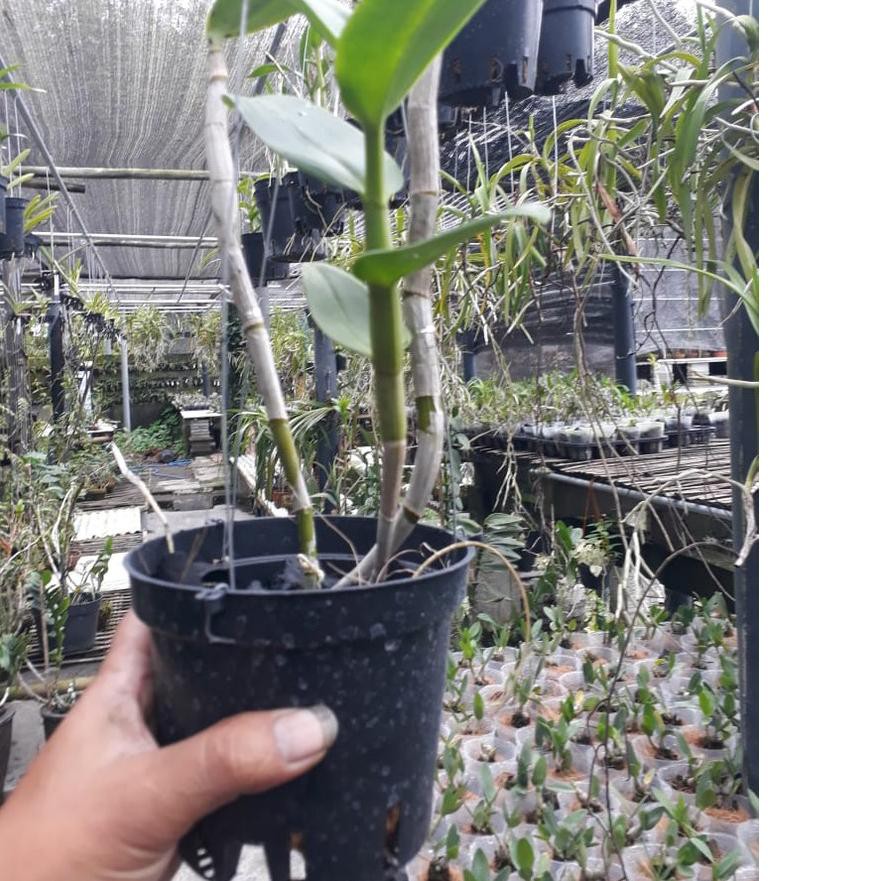 

♛BEST SELLER♛ dendrobium pasca bunga uk sedang 25K 诶