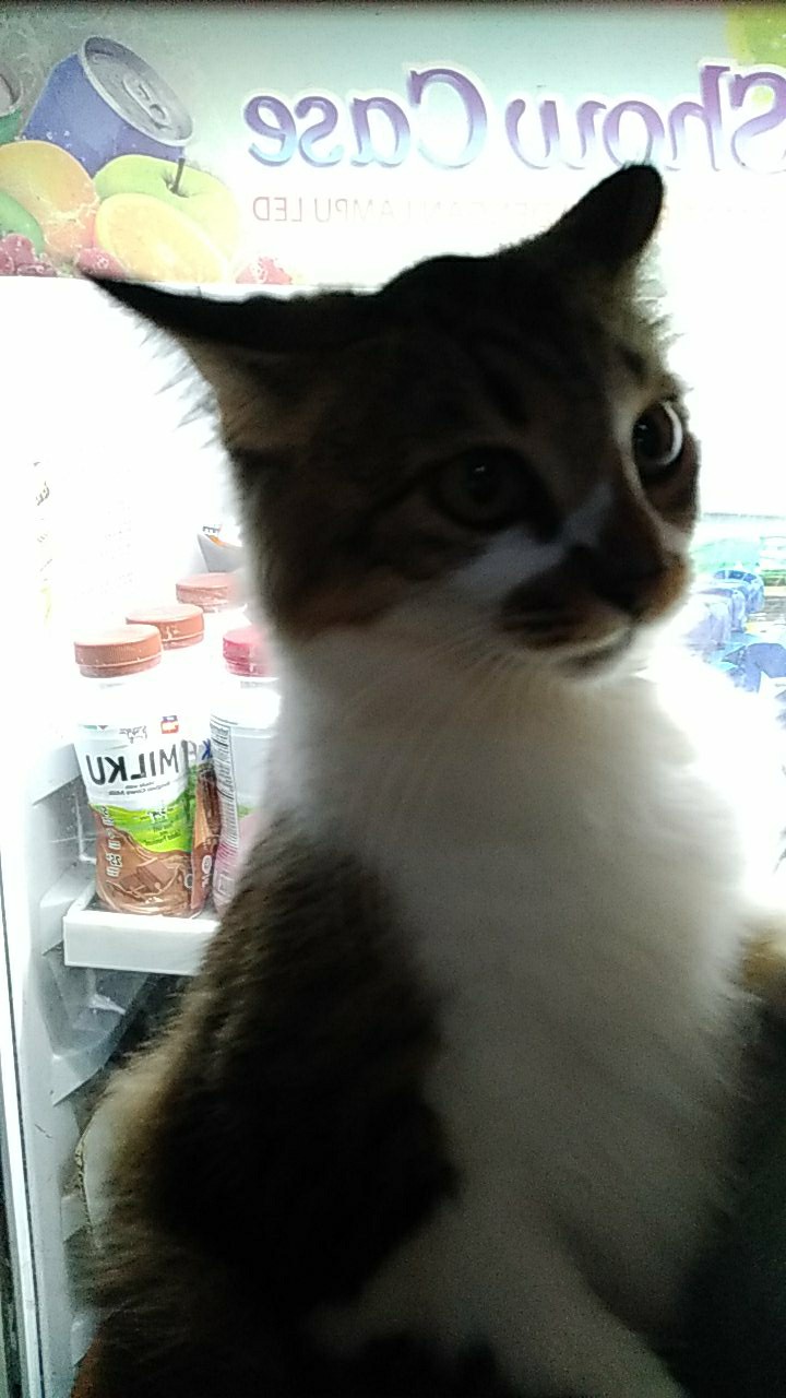 Tunik Batik Lawasan Zipper Depan, Fashion Wanita, Tunik Kekinian, Classic, Jadul, Coklat,kekinian