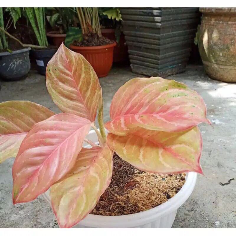 Bonggol aglonema Bidadari