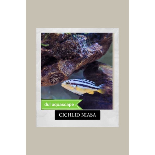 Hiasan aquarium / ikan hias cichlid niasa aquascape