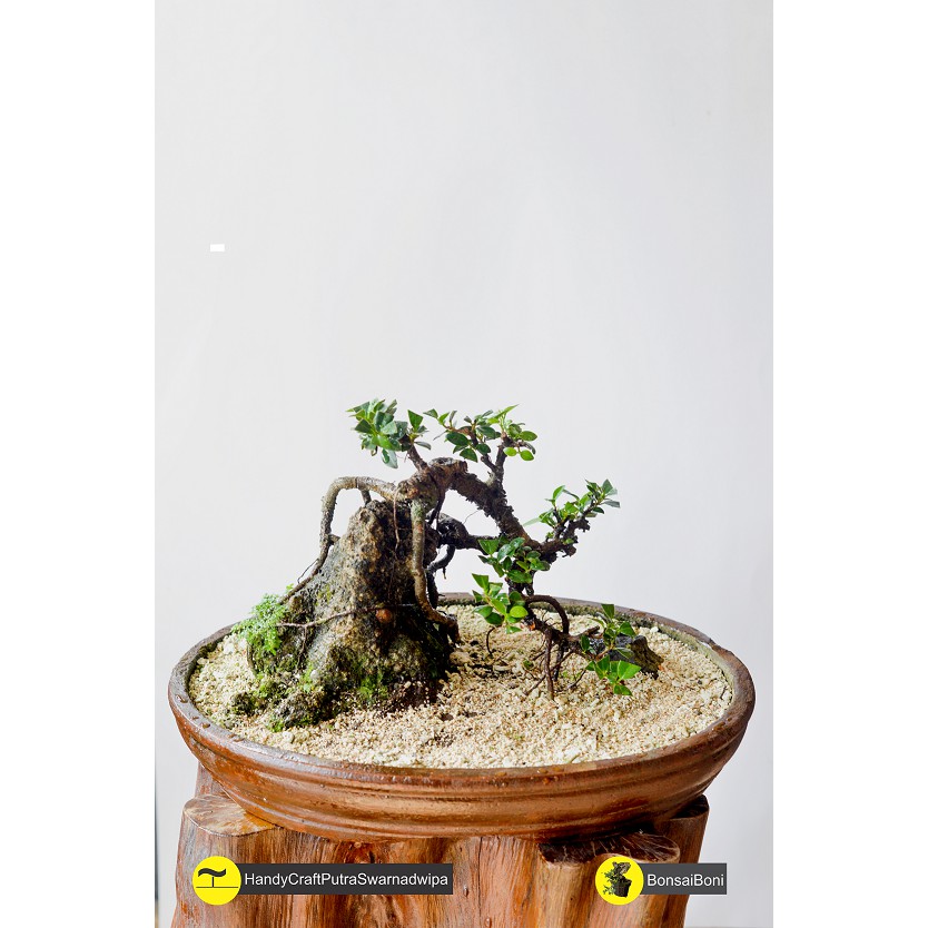 Bonsai Dollar