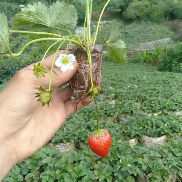 pohon tanaman strawbery california strawberry jumbo manis segar cod