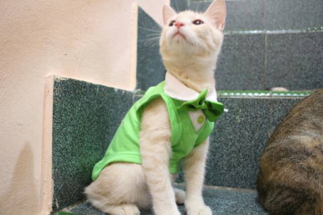 Kaos tuxedo warna hijau muda lucu banget untuk kucing / aksesoris hewan murah meriah size S M L XL