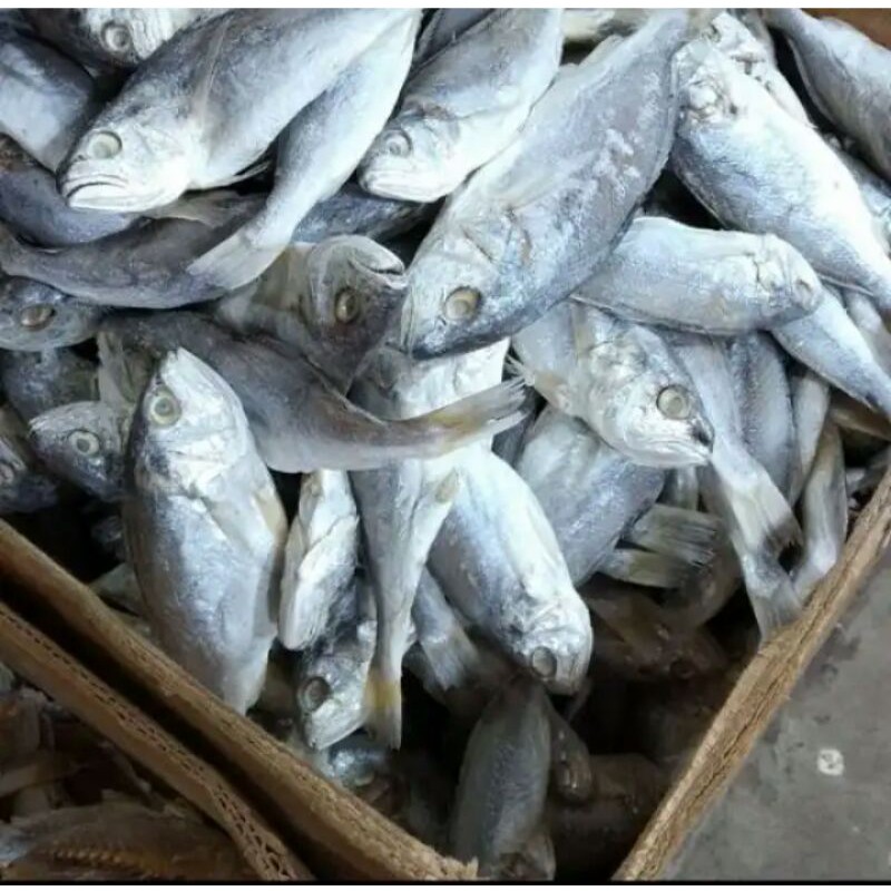 Jual Ikan Asin Kepala Batu Medan Shopee Indonesia