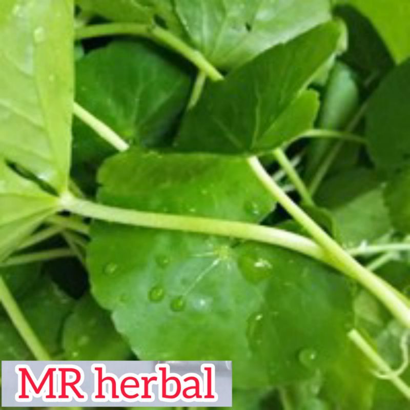 

Daun Pegagan Segar fres per 1 kg order baru petik