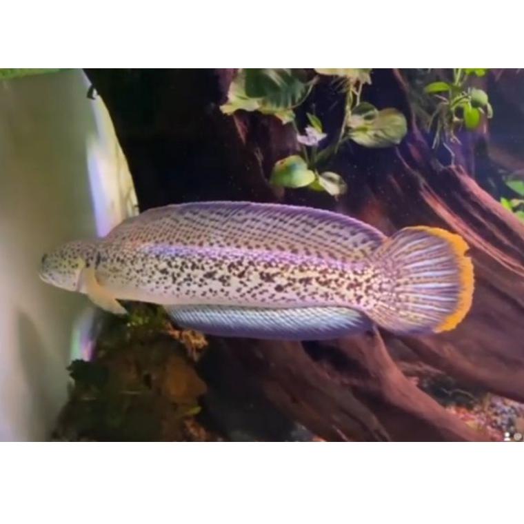 [KODE F010] chana baby Barca bahanan kontes 3-4cm