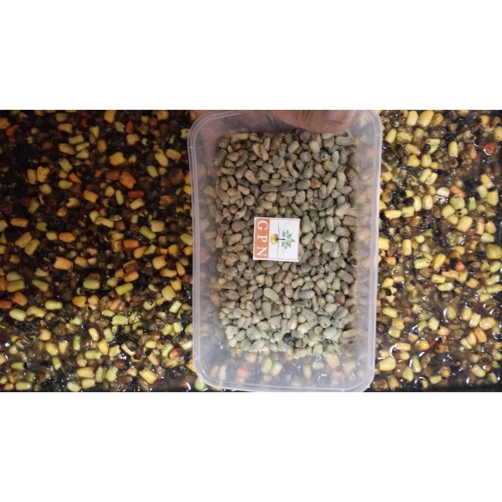 Biji bunga porang bijian