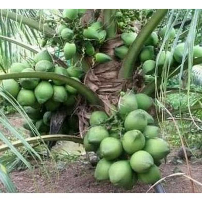 bibit kelapa hijau hibrida