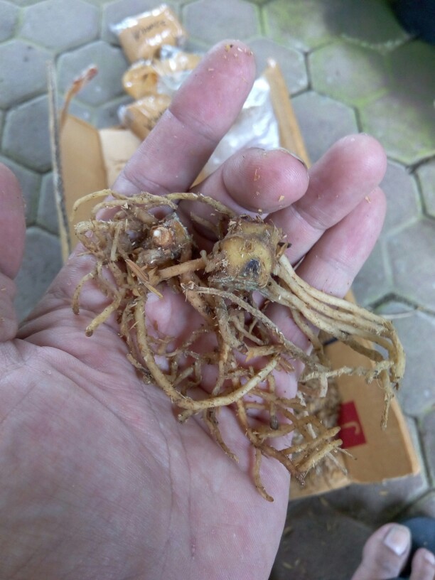 Bonggol Bunga Aglonema Golden Hope