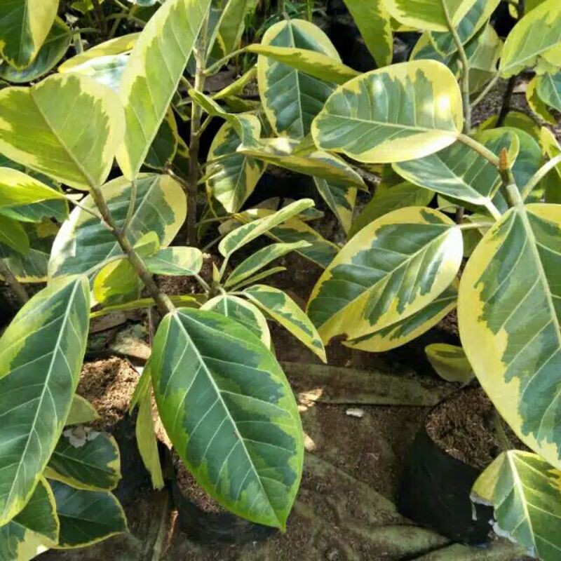 POHON KARET KEBO VARIGATA..