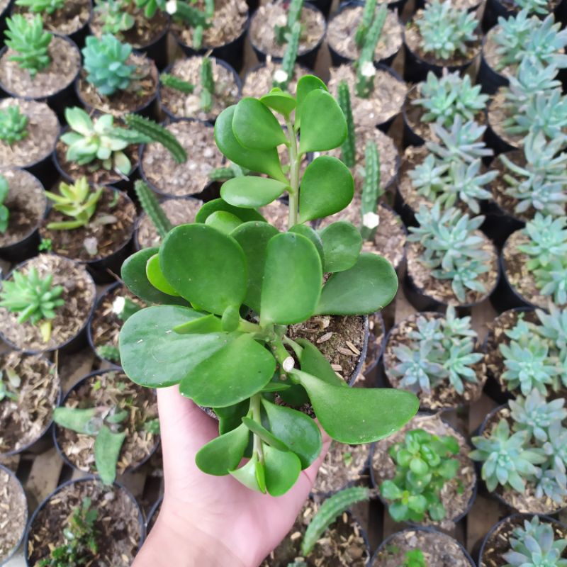 Sukulen Trailing jade big size/Senecio jacobsenii