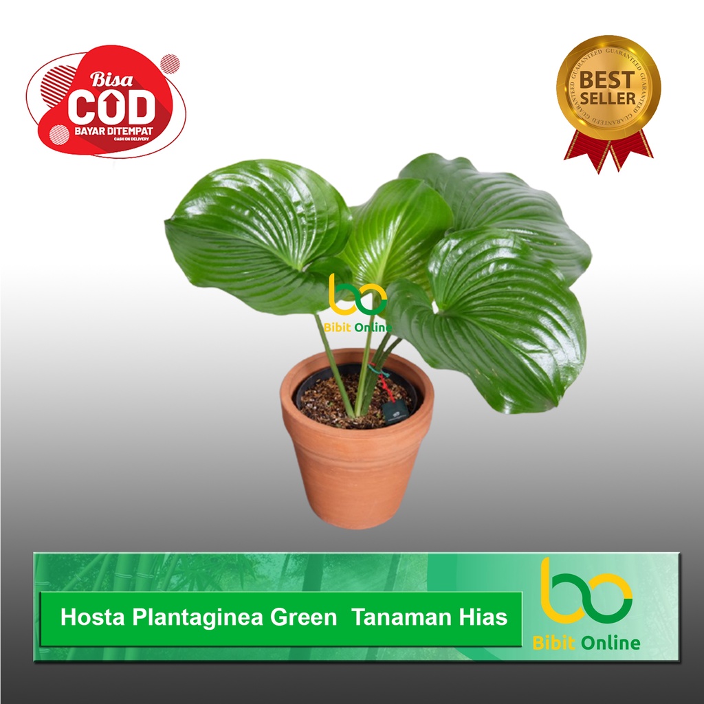 Hosta Plantaginea Green  Tanaman Hias bibit online