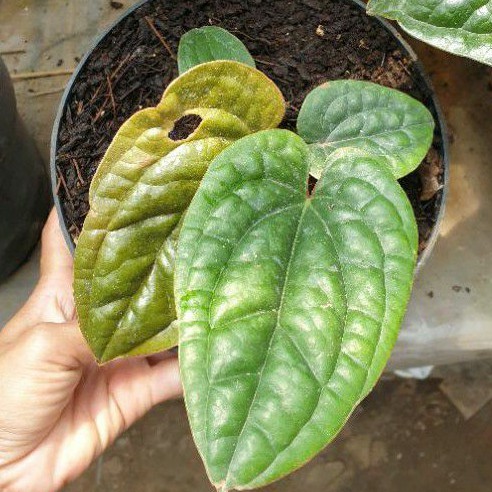 Anthurium sirih anthurium radicans