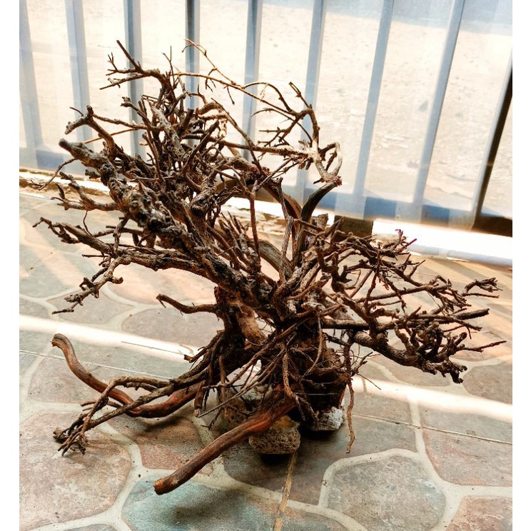 kayu bonsai aquascape kombinasi rasamala dan santigi pasir free moss