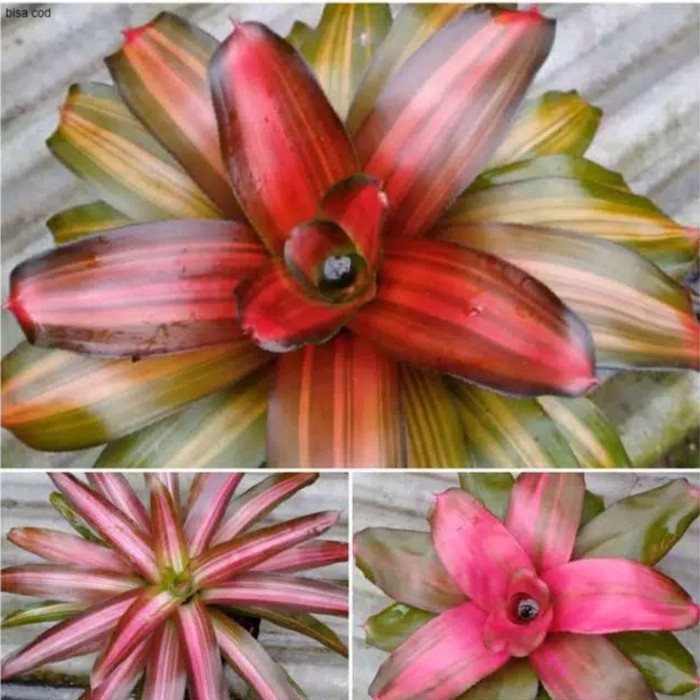 tanaman hias bromelia - paket 3 bromelia