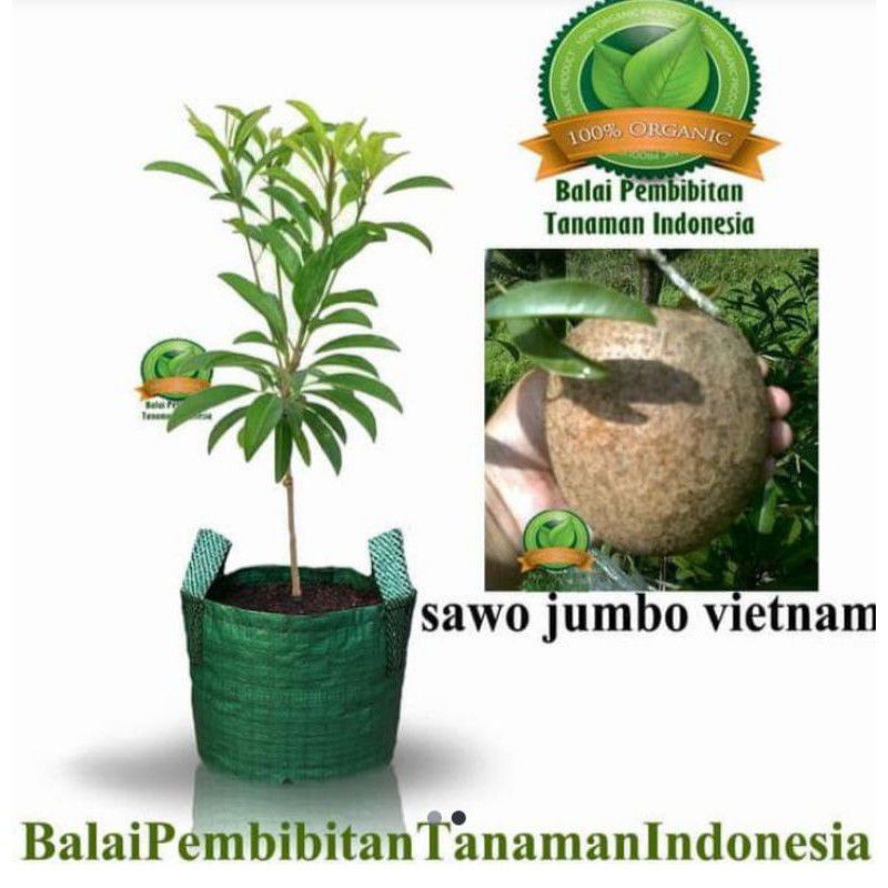 bibit sawo jumbo Vietnam