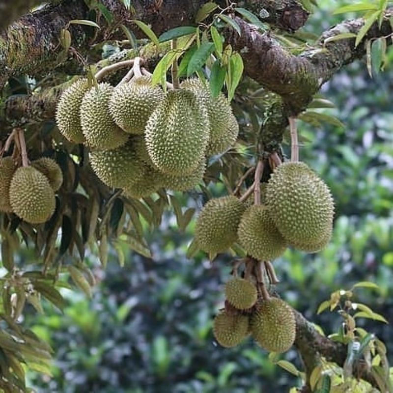 Super Bibit Pohon Durian Monthong/Durian Montong [Bibit Berkualitas Unggul]