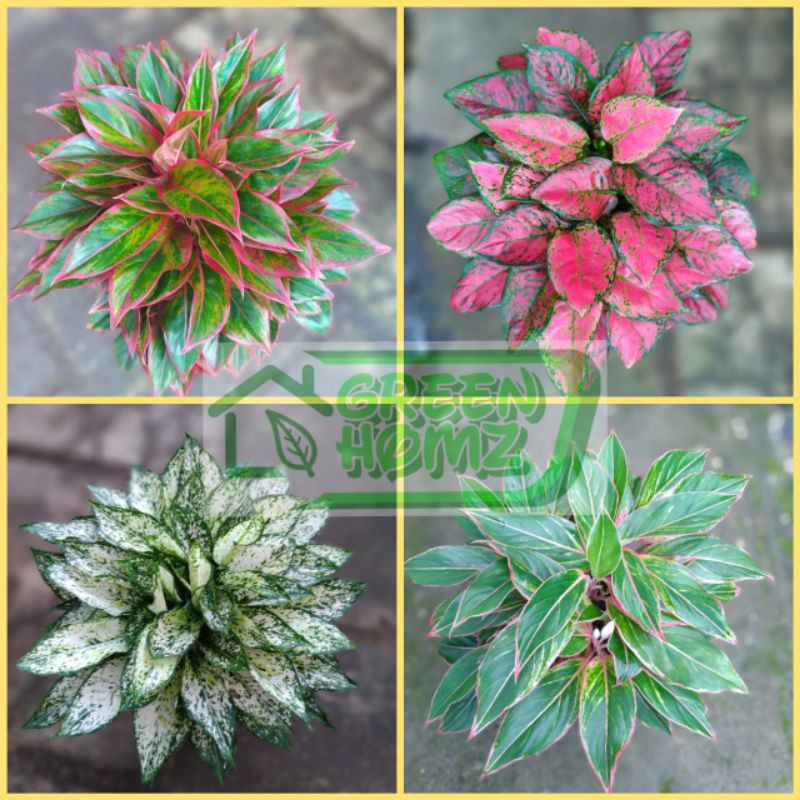 paket 4 macam bibit bunga aglonema