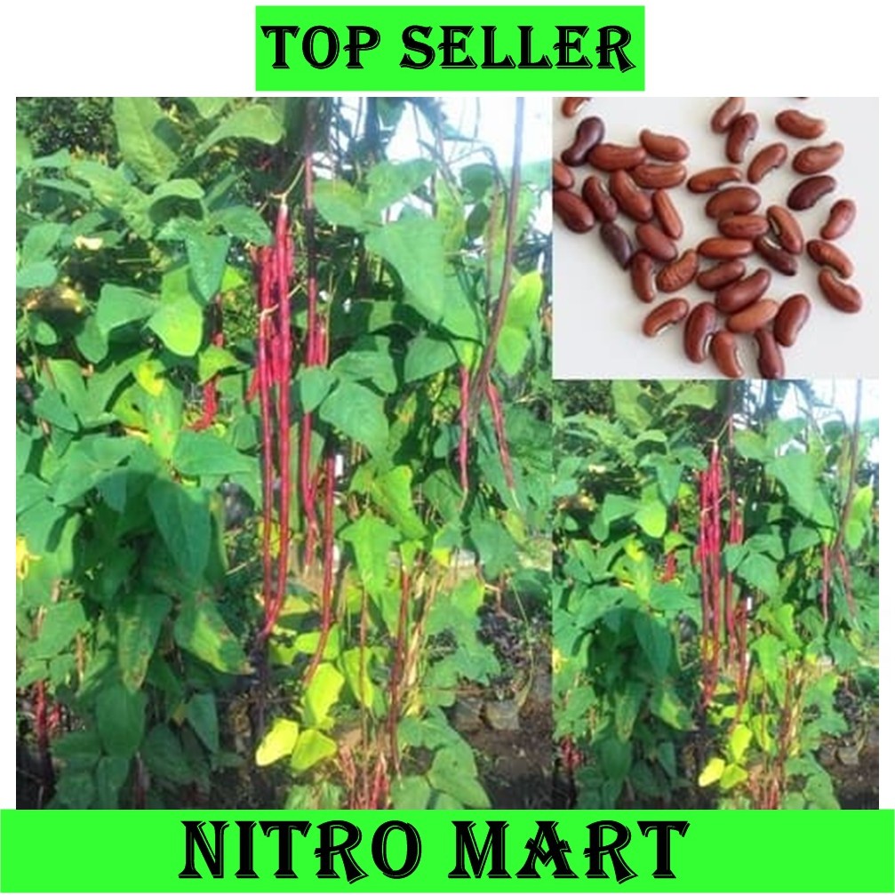 Benih Bibit Kacang Panjang Merah atau Benih Bibit Kacang Panjang Merah