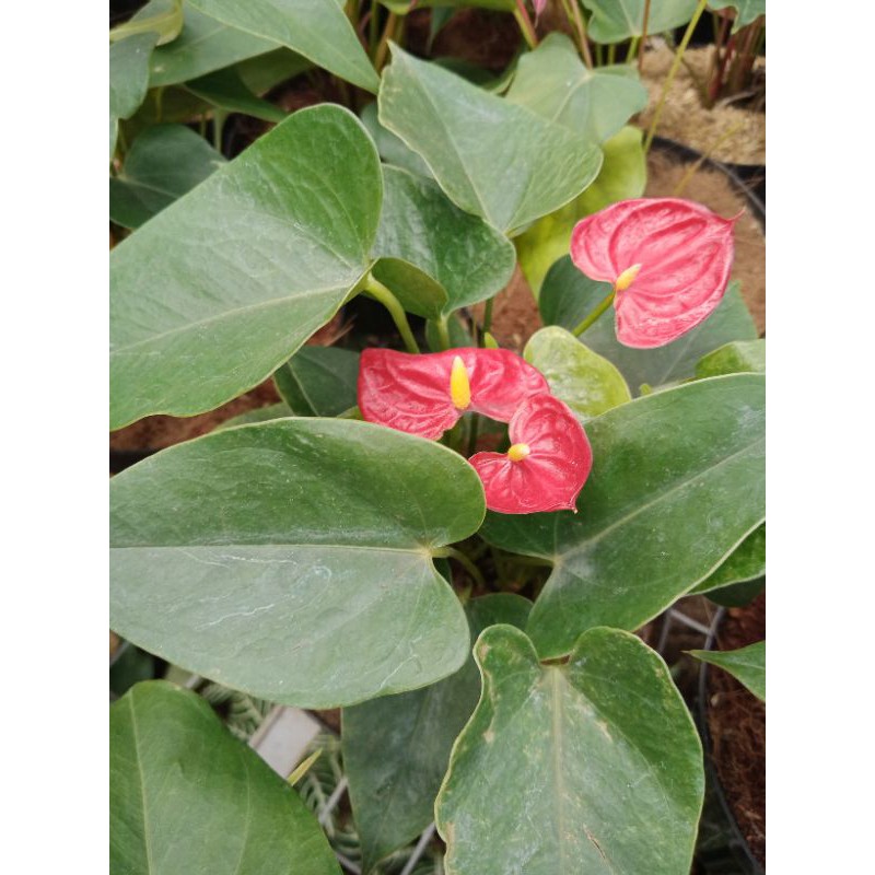 bunga anthurium mini