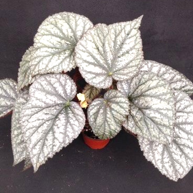 Tanaman hias begonia silver dollar