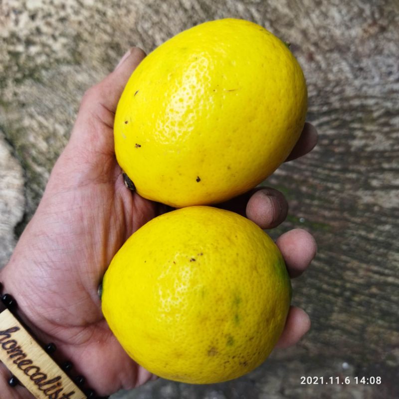 Lemon Segar 1Kg