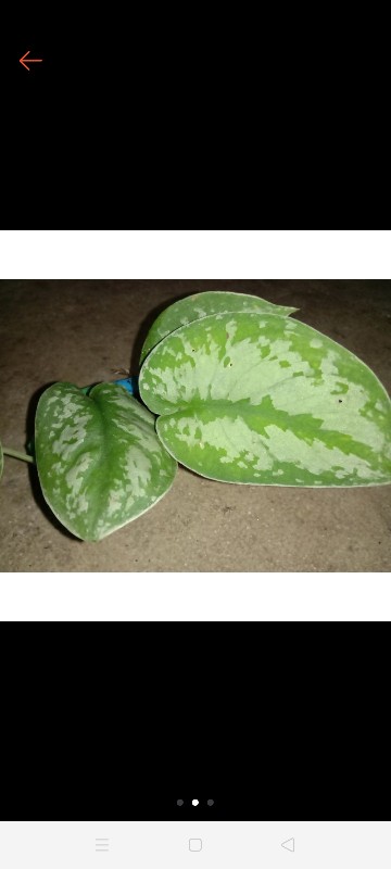 Scindapsus/sirih Menjalar