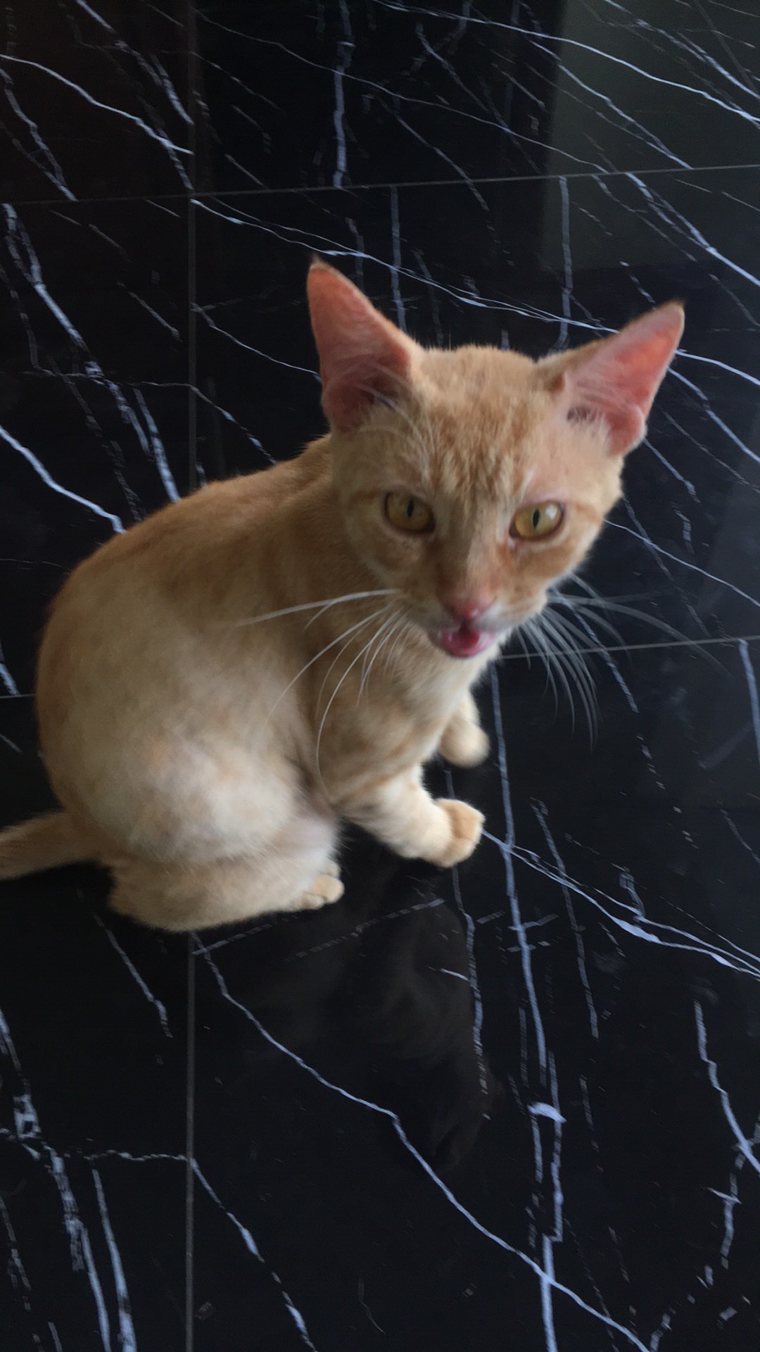 Tamper Kopi Espresso Machine Mesin Flat Coffee Stainless Steel Chrome Plated 50mm - Pnp.gadget