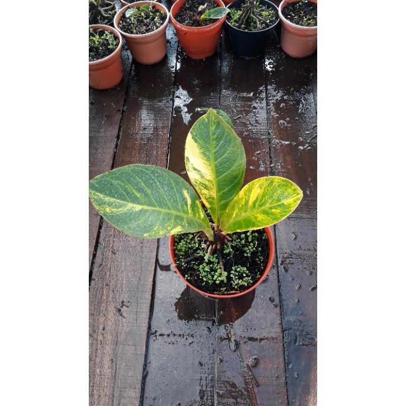 Jemani Varigata Antorium Kobra 9