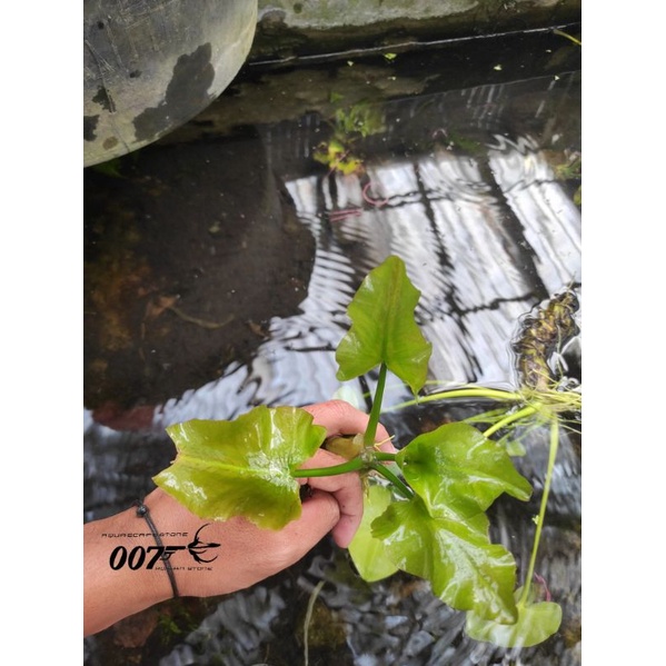 water dog/water lily tanaman aquascape/akuarium