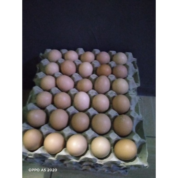 

Telur ayam