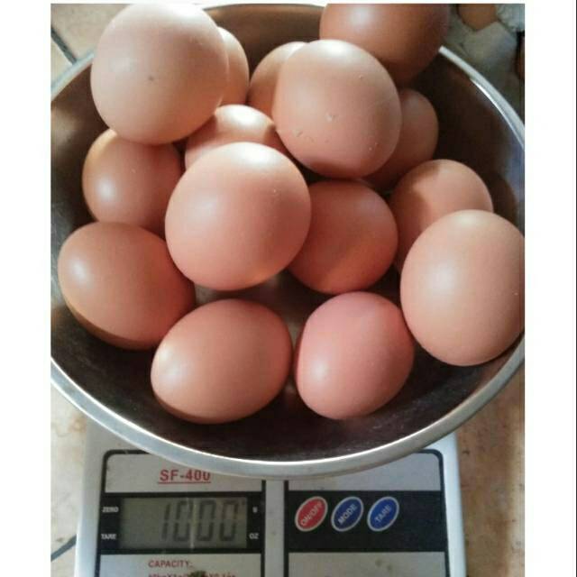 

Telur premium
