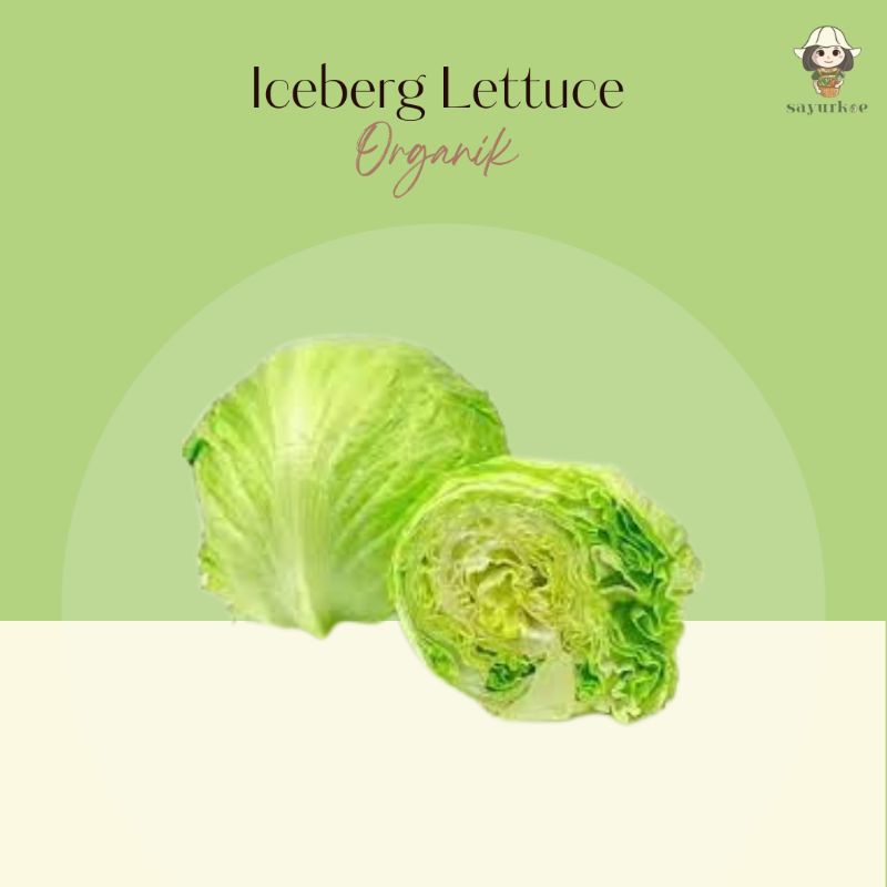 

Head Lettuce / Selada / Iceberg Lettuce Organik 500gr