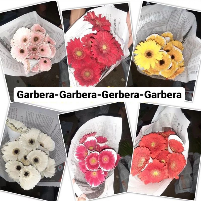 Bunga Garbera Potong - Bunga Hebras Potong - Bunga Bandung - Bunga Hari Raya