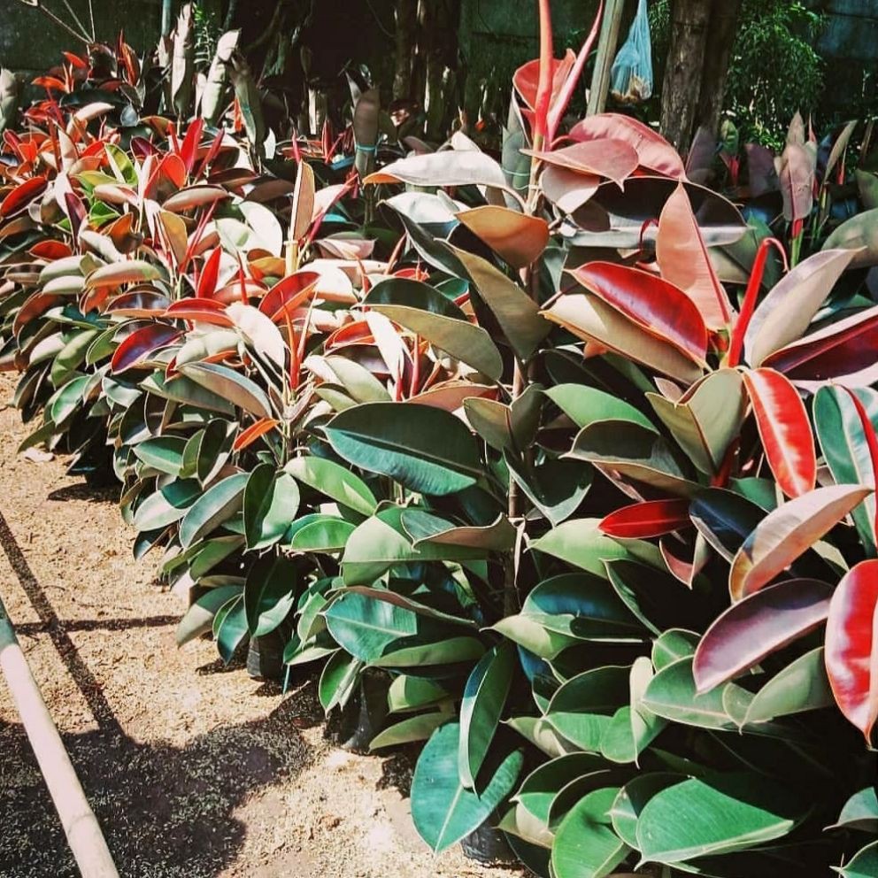  tanaman  bunga  hias  hidup  ficus karet kebo Shopee  Indonesia