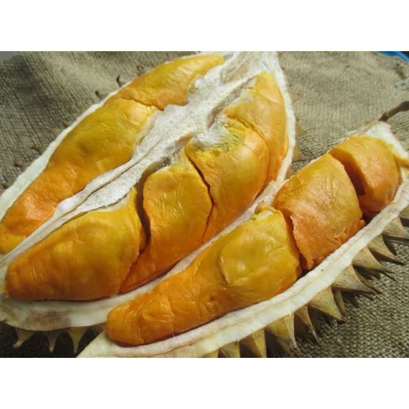 Bibit durian simas termanis