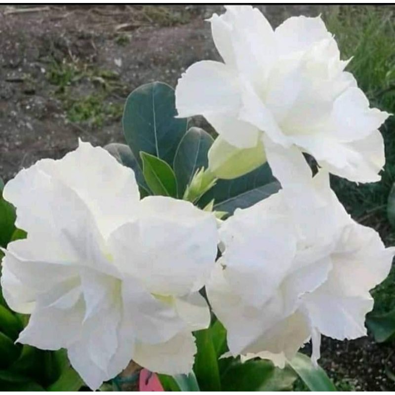 tanaman hias adenium - bibit adenium bunga putih