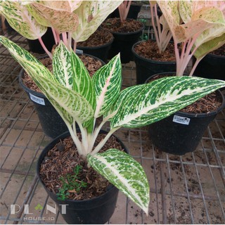  Aglaonema  White Legacy  Shopee Indonesia