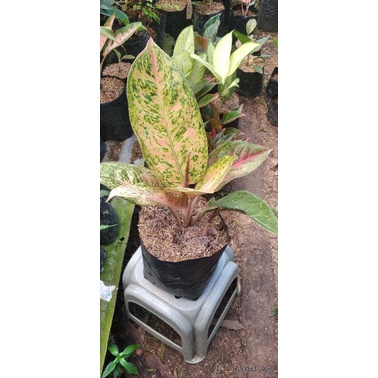 aglonema big roy rumpun