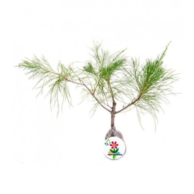 Bahan Bonsai Cemara Udang